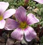 Oxalis 'Ione Hecker' - 8cm pot